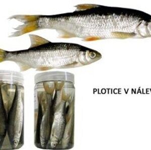 Plotice v náleve